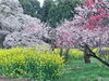 桜     菜の花     桃          吉高の大桜「▩ある老師の深いご理解に深謝～ 当院の活動について ～▩【慢性疲労と心身の再生 「自律神経整体 」湧命術】」