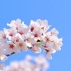 桜の季節になりましたね🌺