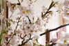 近所の方が桜の枝を持って来て下さいました。玄関に置くと一気に満開になりました。「一足早く桜咲く」