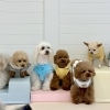 ましゅまろ幼稚園🐾