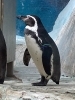 昨年7月に動物園へやって来ました「🐧新しくなりました!!」