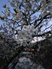 「桜」