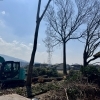 特殊伐採作業中