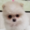 白いふわふわポメラニアンの子犬が仲間入りしました