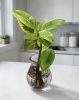 フィカス・アルテシーマ「水で育てる観葉植物はいかがですか【土を使わない簡単管理】」