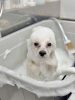 個犬に寄り添う極上シャンプー「初めてさんや怖がりさんに、ゆっくり慣れていくトリミングを」