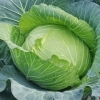 【宮司の健康歳時記３月号】食べる薬 キャベツ