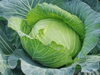 食材として多く使われる野菜の代表格「キャベツ」「【宮司の健康歳時記３月号】食べる薬 キャベツ」