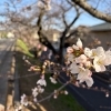 【福生市】春の訪れ♪桜が咲き始めています🌸✨