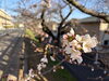 「【福生市】春の訪れ♪桜が咲き始めています🌸✨」