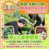毎週水曜日10時〜｜朝どれ無農薬野菜の販売を行います