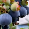 【6月・7月が旬】犬山市でブルーベリー狩り！主力「サザンハイブッシュ系」の魅力と品種紹介