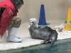 ラッコ「国内最後のラッコたちに会いに行く/生き物のプロ/アクアリウムの事ならアクアデザインブルース/」