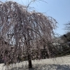 高尾でいちばん早く咲く桜