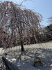 「高尾でいちばん早く咲く桜」