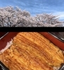 桜舞う季節に味わう贅沢ひととき「春の行楽シーズン🌸円相の鰻重弁当はいかがでしょう」