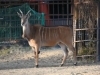 「パドックデビュー間近！エランドのココ」
