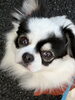 マスコット犬のプチです。「春期生徒募集」