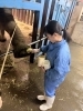 「🐘ゾウキーパー奮闘記【#64.ゾウ担当への道6】」