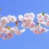 桜の季節に“頭と体”をそっと整える｜全身ほぐし＋ドライヘッド90分