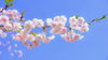 春を彩る満開の桜と、癒やしのひととき「桜の季節に“頭と体”をそっと整える｜全身ほぐし＋ドライヘッド90分」