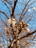 戸塚南公園の桜も咲き始めました「お花見パスタしませんか？」