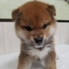 同じ日に生まれた柴犬兄妹が仲間入りしました
