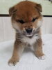 迎えてよかったと思える仔犬との出会いを「同じ日に生まれた柴犬兄妹が仲間入りしました」