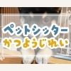 「仕事で家に帰れない…」そんな時こそペットシッターの出番！【江戸川区・西葛西のペットシッター】