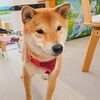 まめ太ちゃん「今日のお友達」