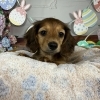 イースターショット♪レッドのミニチュアダックス子犬がもうすぐ店頭デビュー