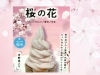 「春限定🌸桜の花ソフトクリーム販売スタートしました★いよいよフラワーガーデンリニューアルオープン！　公園帰りにぜひお立ち寄りください。」