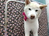 トリミングでおしゃれに変身「ごろんでシャンプー【どっぐさろんあきゅ　京都市南区上鳥羽　小型犬専門　トリミング　ペットサロン】」