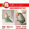 【新居浜市政枝町】迷いインコを探しています（不明になった日：2026年3月15日）