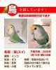 「【新居浜市政枝町】迷いインコを探しています（不明になった日：2026年3月15日）」