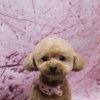 トイプードルのマルちゃん♪ 桜背景で春色プードルチャームフォト！