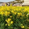 いよいよ春ですね、菜の花やモクレンとド根性ダイコン【長岡美装社 活動報告】