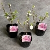 庭桜を入荷しました！「春に桜のような花を咲かせる低木が入荷しました」