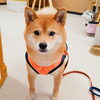 うめちゃん「今日のお友達」