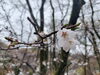 「3月26日、今日は何の日　八王子市片倉町の個別指導学習塾『和泉学習研究所』～中高受験からその先の未来までサポート～」