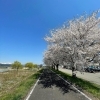 春の通学・通勤に｜日常の足として頼れる軽快車＆クロスバイク選び