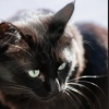 黒猫さんのふわふわ撮影タイムの様子をご紹介します