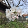 🌸西海橋の桜情報🌸