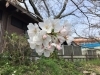 春の訪れ　桜「🌸西海橋の桜情報🌸」