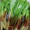 春の味覚・行者ニンニク入荷しました！天ぷらでご提供中です