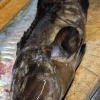 【魚も酒も自ら厳選する瑞江の小料理屋】