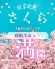 最新情報！北区の開花状況「2026年3月27日🌸北区の桜はただいま満開です」