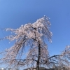 枝垂桜にワクワク♪ 去年より“もう少しだけ長く歩ける春”を目指して🌸