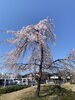 「枝垂桜にワクワク♪ 去年より“もう少しだけ長く歩ける春”を目指して🌸」
