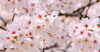 写真はイメージです。「【小平】普段は入れない駐屯地で桜を楽しむ「小平駐屯地 さくら一般公開」開催へ｜3月28日（土）」